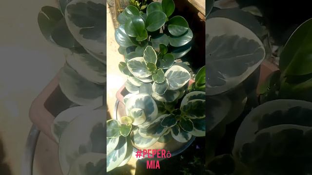 um arranjo com minhas peperômia verde é peperômia variegata 😍😍