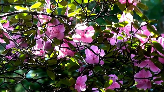 Багульник рододендрон даурский на Борусе смотреть онлайн