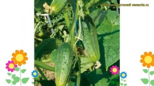 Огурец гибридный F1 Чистые пруды. Краткий обзор, описание характеристик F1 Chistye prudy