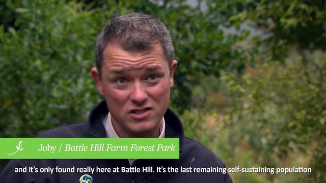 Otari-Wilton's Bush NZ Gloxinia смотреть онлайн