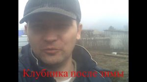 Клубника после зимы / Открываем клубнику / Выращивание клубники