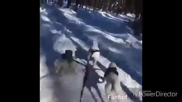 СМЕШНЫЕ БУЛЬТЕРЬЕРЫ минибультерьеры, бультерьеры в упряжке, бультерьер и корова