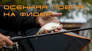 Осенняя ловля на фидер