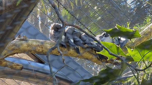 February 10, 2024 San Diego zoo 🐦 смотреть онлайн