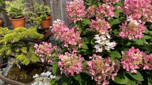 Color Changing For Little Quick Fire Hydrangea (4K) - July 27