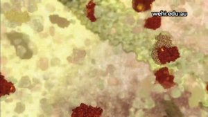 Apoptosis (Апоптоз) rus