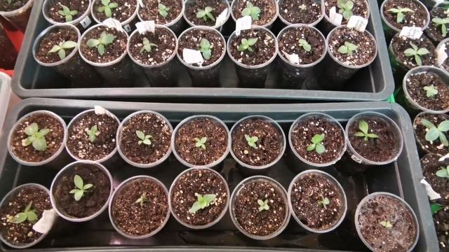 Белые червячки в стаканчиках с рассадой?. Заражённый грунт? Что делать? ?♀️ смотреть онлайн