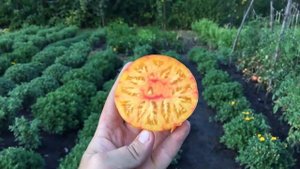 Томат ПОСЛЕОБЕДЕННЫЙ ВОСТОРГ. Afternoong Delight tomato