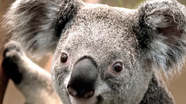 СКРИМЕР КУАЛЫ смотреть онлайн