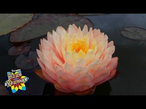 Нимфея Awesome (Удивительная)кувшинка, waterlily, водные растения, пруд