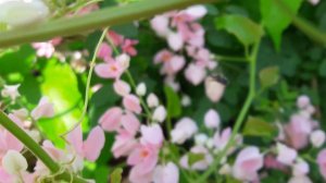 Coral vine - Antigonon Leptopus