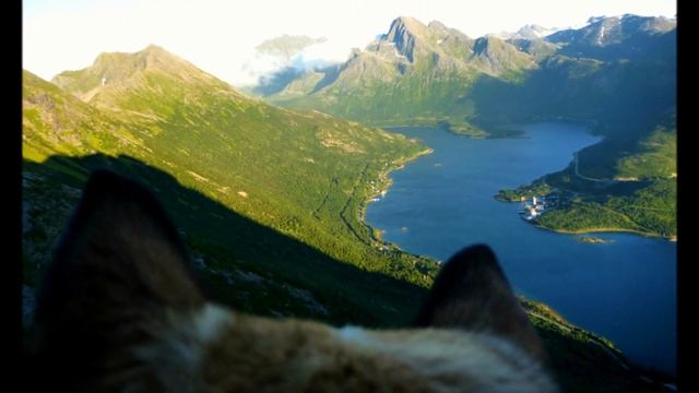 Norsk Lundehund Raja смотреть онлайн