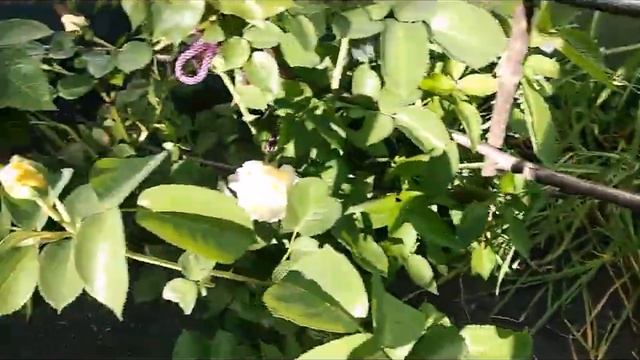 МОЯ ЦВЕТУЩАЯ КЛУМБА, РОЗЫ, ФИАЛКИ смотреть онлайн