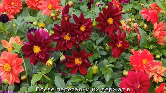 Георгины однолетние — посадка и уход
