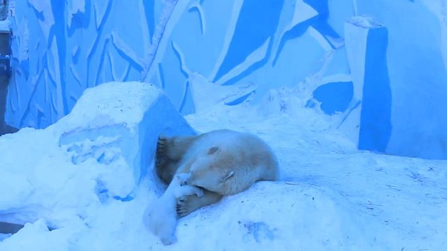 Новосибирский зоопарк-Белые медведи смотреть онлайн