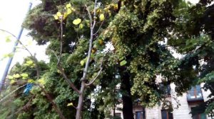 Когда цветет ЛИПА. Липовый цвет - болезни нет! Липа — чудесный медонос