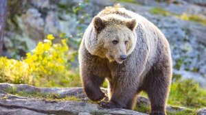 ВНИМАНИЕ: Африканский Лев, против Медведя гризли!  Кто выиграет?