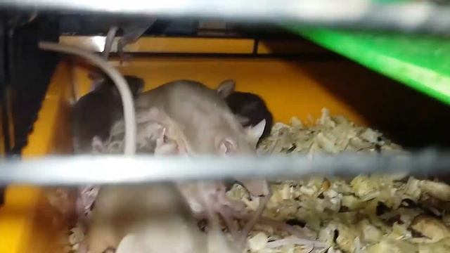 как мышки кормят своих мышат смотреть онлайн