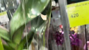 Супер Обзор Орхидей ( Одесса садовый центр )