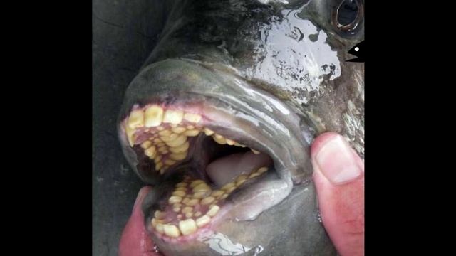 Самые страшные рыбы на свете. The worst fish in the world HD 2016 смотреть онлайн