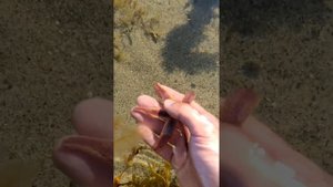 Как движется, живёт и питается морская звезда Красный Астериас, Asterias rubens, в Белом Море