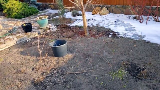 Весенняя обрезка плодовых деревьев.