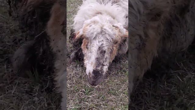 СПасли БарАшКу! помогаем вместе🐑