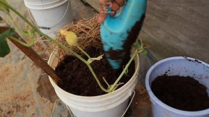 Try growing Spaghetti squash at home - The type of squash that is gaining popularity