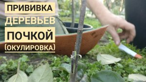 Прививка деревьев почкой (окулировка)