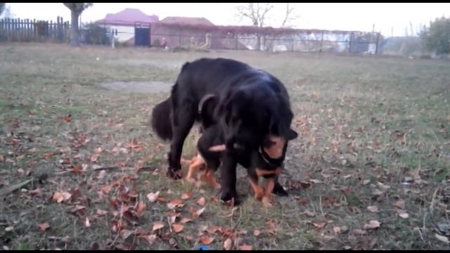 Не покупай - возьми из приюта!