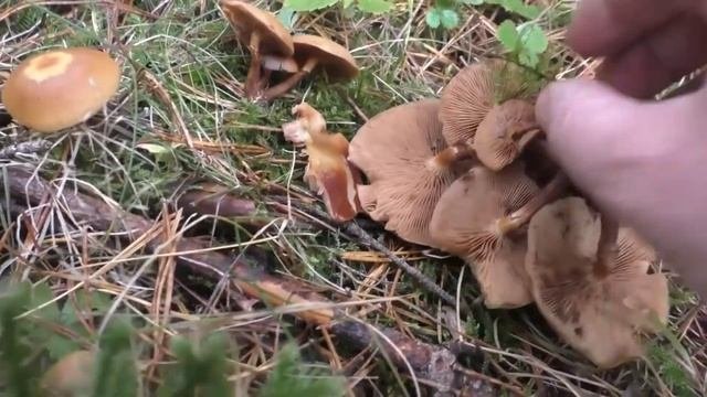 Наши грибные места. Летние и осенние опята.Как вычислить двойника настоящего опенка.