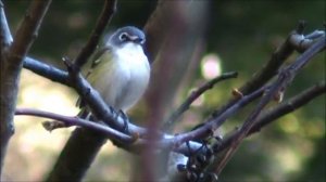 Blue-headed Vireo, Mississauga, Ontario by Lucio Fazio fall 2014