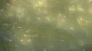 Мораторий на промышленный вылов рыбы