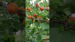 супер сорт абрикоса'Приция'