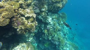 Под водой, царство, Снорклинг.Красное море. Египет.Шарм-эль-Шейх. Corals Snorkelling. Red Sea. Egyp