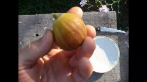 инжир Королевский дегустация. Try figs