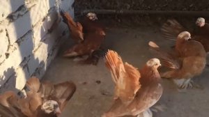 Ростовские статные красные,жёлтые цыцаря