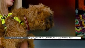 «Добрая рубрика»: ищем дом собачке Сафари