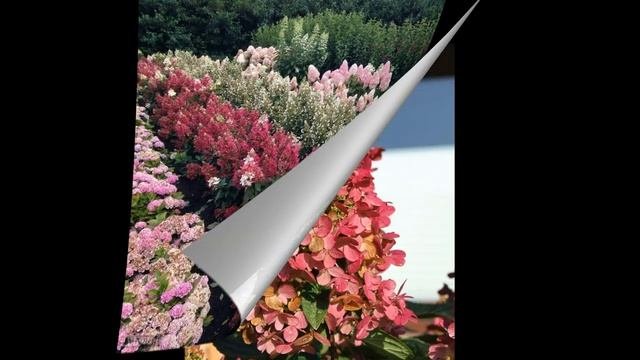 Гортензия метельчатая Вимс Ред,Гортензия Crug Coral коралловая вьющаяся. Описание сортов.#гортензия
