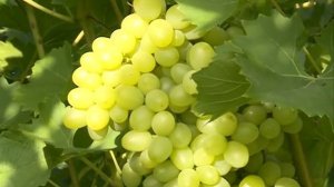 О сортах винограда в Сибири