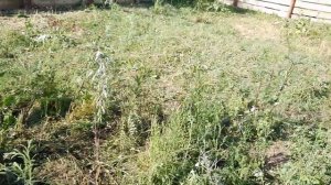 Наши будни. Новый загон для поросят