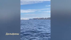 Киты Кольский полуостров, Мурманск, Баренцево море