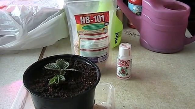 Рассада клубника, правила выбора !!! // Секреты хороших урожаев. смотреть онлайн