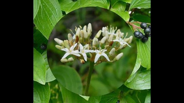 СВИДИНА (SWIDA) сем. Кизиловые смотреть онлайн