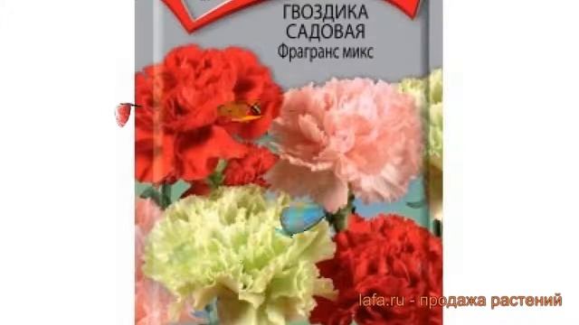Гвоздика садовая Фрагранс Микс (fragrans miks) ? обзор: как сажать, семена гвоздики Фрагранс Микс смотреть онлайн