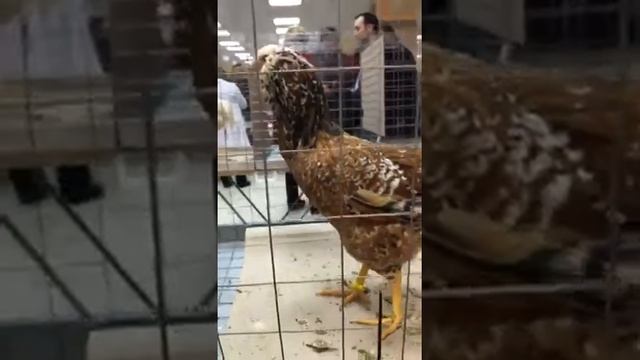 Орловские ситцевые куры на выставке "Гордость России" клетка №36, Мытищи 9 декабря 2017 г смотреть онлайн