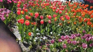 Тюльпаны на клумбе | Жизнь на Юге