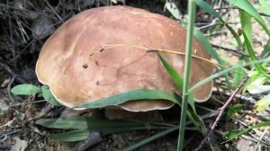 Поход в лес за грибами. Июль 2023 года