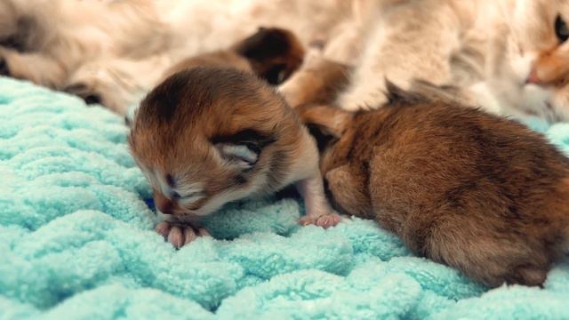 Kitten Chaos! In search of milk, the kittens have to fight смотреть онлайн