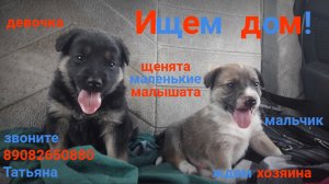 Щенята малышата
